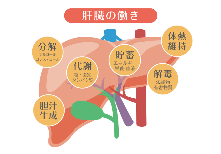肝臓の働き・役割